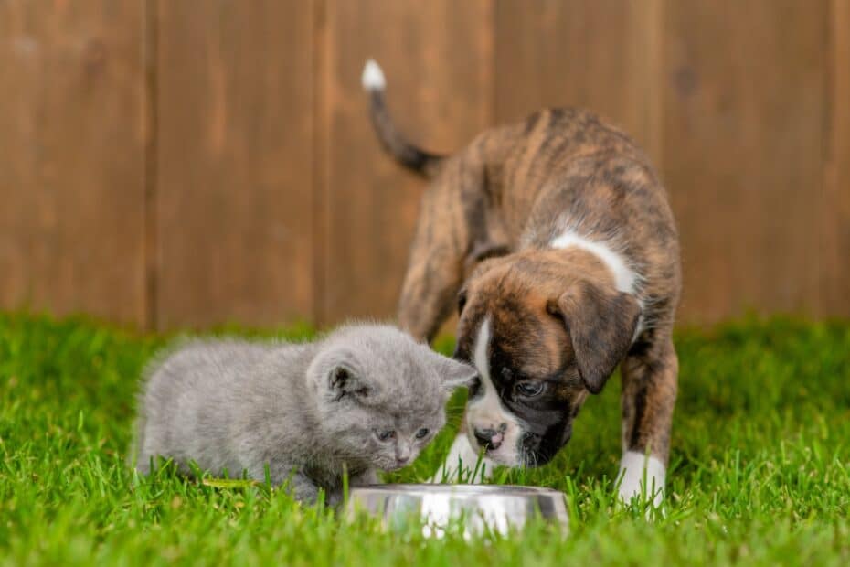 Hundewelpe und Katzenbaby spielen